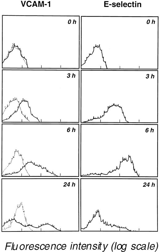 Fig. 3. Kinetics of VCAM-1 and E-selectin expression by endothelial cells cocultured in 25-cm2 flasks containing 107 M5 AML blast cells. / Endothelial cells, detached with 5 mM EDTA at the indicated times, were analyzed for VCAM-1 and E-selectin expression by flow cytometry. Results are representative of 3 similar experiments. Background staining obtained with an unreactive isotype-matched mAb is indicated by dotted lines in the left panels.