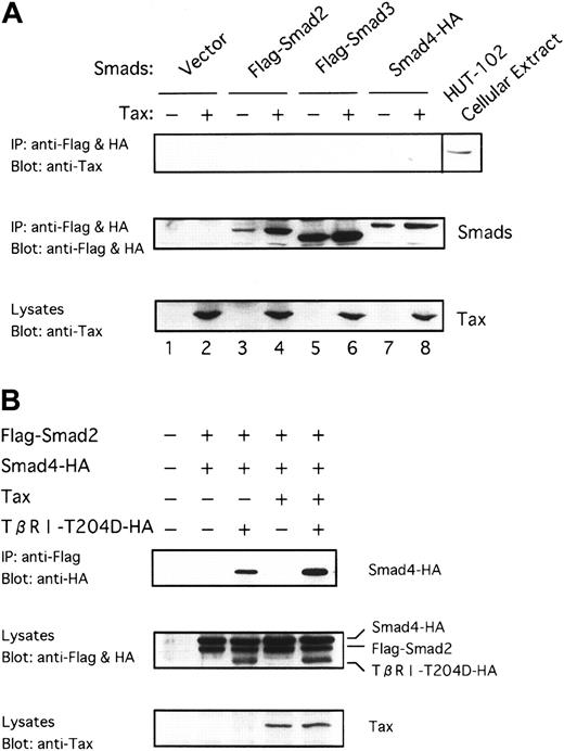 Fig. 5. Tax neither interacts with Smads nor inhibits receptor-dependent formation of heteromers containing Smads. / (A) Tax does not interact directly with Smad proteins. Tax was transfected into COS7 cells with the indicated Flag-tagged or HA-tagged Smad constructs. Cell extracts were subjected to immunoprecipitation (IP) with anti-Flag and anti-HA. This was followed by immunoblotting with anti-Tax antibody. As positive control, whole-cell lysates from HTLV-I–infected HUT-102 cells were blotted directly with anti-Tax (lane labeled as HUT-102 cellular extract) (top). Immunoprecipitates were blotted with anti-Flag and anti-HA to control for Smad expression (middle). Cell lysates were blotted with anti-Tax to control for Tax expression (bottom). (B) Tax does not inhibit receptor-dependent formation of heteromers containing Smad2 and Smad4. COS7 cells were transfected with the indicated combinations of Flag-Smad2, Smad4-HA, Tax, and TβRI-T204D-HA. The top panel shows the receptor-dependent formation of heteromers containing Smad2 and Smad4, and the lower 2 panels show the expression of each protein as indicated.