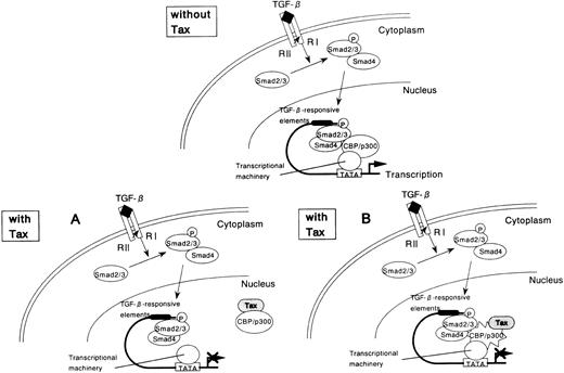 Fig. 8. Tax-mediated inhibition of TGF-β–induced and Smad-induced transcription: a model. / (A) Tax inhibits Smad-dependent transcription by competing with Smad for binding to the coactivator CBP/p300. (B) Tax binds to CBP/p300 and leads to a change in conformation or stability of the Smad-CBP/p300 complex, thereby repressing Smad transactivation function.