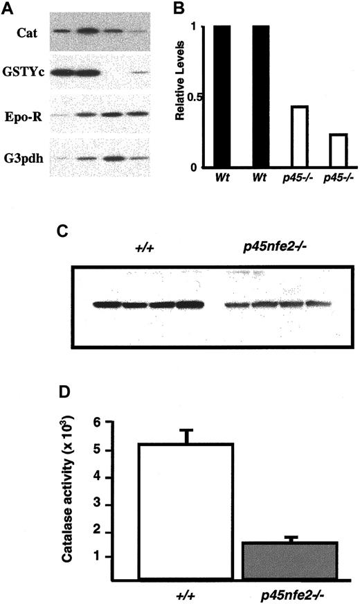 Fig. 6. Decreased expression of oxidative stress genes in. / p45nfe2−/− mice.(A) RT-PCR analysis of sorted Ter-119+ cells. Ter-119+ cells were isolated from the spleen and bone marrow of mice. Each lane represents pooled samples from 3 to 5 animals. RT-PCR results for the indicated genes are shown. (B) Quantitative analysis of catalase mRNA expression in Ter-119+ cells. Radioactive signals from the RT-PCR were quantitated by phosphoimaging analysis using MacBAS software, version 2.5. Values were normalized on the basis of results for the loading control erythropoietin receptor. Expression levels are shown relative to the signal for sample 1, which was assigned an arbitrary expression level of 1. (C) Western blot analysis of wild-type andp45nf-e2−/− RBC extracts using a catalase-specific antibody. (D) Catalase activity in RBCs of wild-type and p45nf-e2−/− mice.
