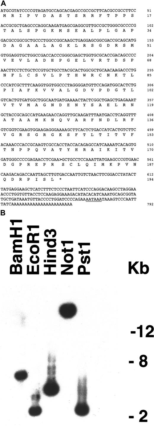 Fig. 1. Nucleotide and amino acid sequences. / (A) Nucleotide and amino acid sequences of the most commonAML1-AMP19 transcript. The polyadenylation signal is underlined. The AML1-AMP19 nucleotide fusion junction is indicated by a bold arrow. (GenBank no. AY004251, rare splice variants are no. AF312386 and no. AF312 387). (B) Southern analysis of the restriction map of AMP19 on chromosome 19q13.3 BAC CTC-518O7 (GenBank no. AC012310).