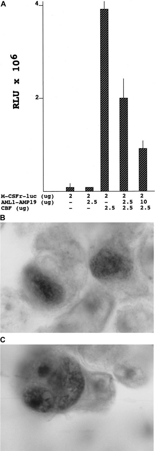 Fig. 2. Results of CBF cotransfection assays. / (A) CBF cotransfection assays with or without expression of AML1-AMP19. RLU-106 β-galactosidase normalized relative luciferase units. (B) Peroxidase immunohistology of the cellular location of normal control AML1B transiently transfected into 293 cells. (C) Peroxidase immunohistology of the cellular localization of AML1-AMP19 transiently transfected into 293 cells.