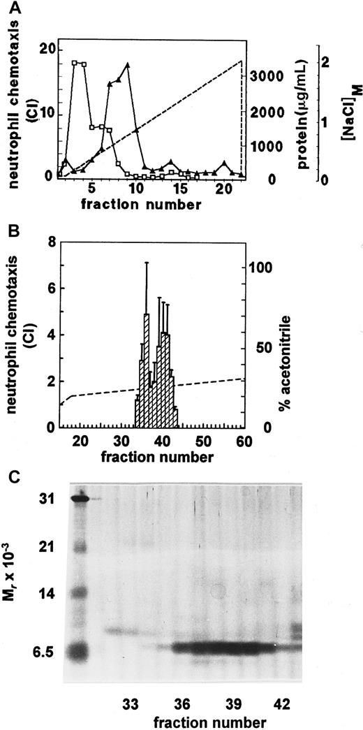 Fig. 1. Purification of neutrophil chemotactic activity from serum. / Chemotactic factors isolated from newborn calf serum were first fractionated in a NaCl (0-2 M) gradient (––) by heparin-Sepharose affinity chromatography (A). The protein concentration (■-■) in the fractions was evaluated by the Coomassie blue binding assay. The neutrophil chemotactic activity (▴-▴), expressed as chemotactic indexes (CI), was determined in the Boyden microchamber assay at 1/10 dilution. (B) The final purification step of the neutrophil chemotactic activity by RP-HPLC is shown. Proteins were recovered from the HPLC column in an acetonitrile (0-80%) gradient (––). Neutrophil chemotactic potencies (▨) were determined at dilution 1/50 and represent the mean CI ± SEM of 5 independent experiments. HPLC fractions containing neutrophil chemotactic activity were analyzed by SDS-PAGE (C) under reducing conditions (fractions 32 to 43, 4 μL/lane). The proteins were visualized by silver staining. The left lane shows Mrmarkers (see “Materials and methods”).
