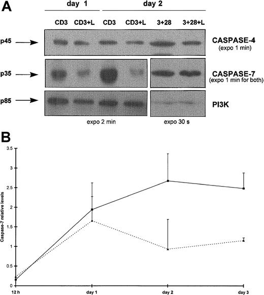 Fig. 5. Selective processing of effector caspases in Lptn-induced apoptosis. / (A) Total proteins of CD4+ T cells activated for days 0.5 to 4 with the indicated stimuli were separated by SDS-PAGE and analyzed by Western blotting for detection of expression of caspases-4 and -7, and the PI3K control, using the antibodies described in “Materials and methods.” Arrows indicate the full-length forms of the caspases. Positive controls of expression of procaspase-7 (no variation with or without Lptn) and procaspase-4 (around 3-fold reduction with Lptn) are shown on CD3 and CD28 costimulation, as a representative experiment of 2. (B) Kinetics of procaspase-7 processing induced by Lptn. The graph represents the relative levels of the caspase-7/PI3K signal ratio induced by the indicated stimuli, with error bars corresponding to SD. These mean levels are representative of 2, 3, 5, and 2 independent experiments at 0.5, 1, 2, and 3 days, respectively. ▪, CD3; ▴, CD3 plus Lptn.