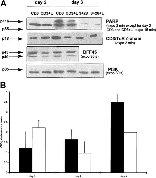 Fig. 6. PARP and CD3/TCR ζ-chain, but not DFF45, are cleaved during Lptn-induced apoptosis. / (A) Total proteins of cells activated for days 0.5 to 4 with the indicated stimuli were analyzed by Western blotting for detection of substrates and PI3K control expression, using the antibodies, as already described. Arrows indicate the full-length forms of the substrates, except for p85 of PARP corresponding to a cleaved product. No expression variation for both PARP and CD3 ζ-chain were observed on CD3 and CD28 costimulation, in presence or absence of Lptn, and are not shown. This experiment was performed at least 3 times, except for 2 times in the case of DFF45. As a positive control, on CD3 and CD28 costimulation, the presence of Lptn induced a 2-fold reduction in DFF45 expression. (B) Kinetics of CD3/TCR ζ-chain processing by Lptn. The graph represents the relative levels of the ζ-chain/PI3K signal ratio induced by the indicated stimuli, with SD indicated by error bars. Each mean level is representative of 4 independent experiments. ▪, CD3; ■, CD3 plus Lptn.