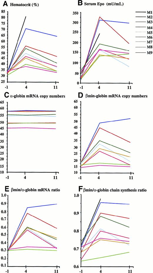 Fig. 1. Globin chain mRNA levels and globin chain synthesis in treated β thalassemic mice. / Blood samples were taken from 9 C57Bl/6Hbbth mice (M1-9) 1 week before treatment (−1), then 4 weeks (4) and 11 weeks (11) after naked DNA electrotransfer into muscles. Hematocrits (A) are shown as well as serum Epo concentration measured by ELISA (B). Copy numbers of α-globin (C) and βmin-globin (D) mRNA and βmin/α-globin mRNA copy number ratios (E) were determined by quantitative real-time PCR. Globin chain synthesis levels were measured by metabolic labeling and βmin/α-globin chain synthesis ratios are shown (F).