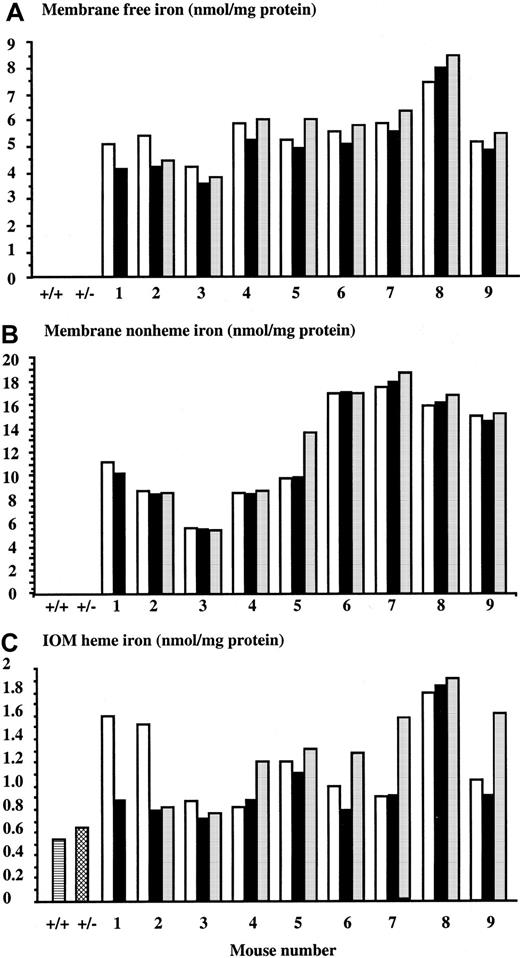 Fig. 2. Iron decompartimentalization in treated β thalassemic mice. / Erythrocyte ghosts and inside-out membranes (IOMs) were prepared from normal mice (▤), heterozygous C57Bl/6Hbbth mice (▩), and β thalassemic C57Bl/6Hbbth mice before treatment (■), and at 4 (▪) and 11 (░) weeks after naked DNA injection. Free iron (A) and nonheme iron (B) were measured in ghosts by spectrophotometry. Heme iron was measured in IOMs via ferrozine reactivity (C).