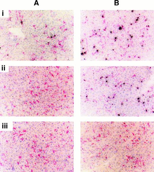 Fig. 4. pLL20/DNA and pLL211/DNA complexes associate with Kupffer cells in mice. / pLL20/DNAct or pLL211/DNAct complexes were administered intravenously to female Balb/c mice (0.1 mL of 10 μg/mL DNA). Liver sections were stained with hematoxylin (blue/purple nuclei) and the macrophage marker F4/80 (pink/red cytoplasm), and the radioactivity was viewed by exposure of the slides to liquid photographic emulsion for (A) 1 day or (B) 7 days. (i) pLL20/DNAct; (ii) pLL211/DNAct; (iii) DNA alone (note: DNA is washed from the slides during the development process). Similar results were obtained using pLL/DNAcp complexes (data not shown).
