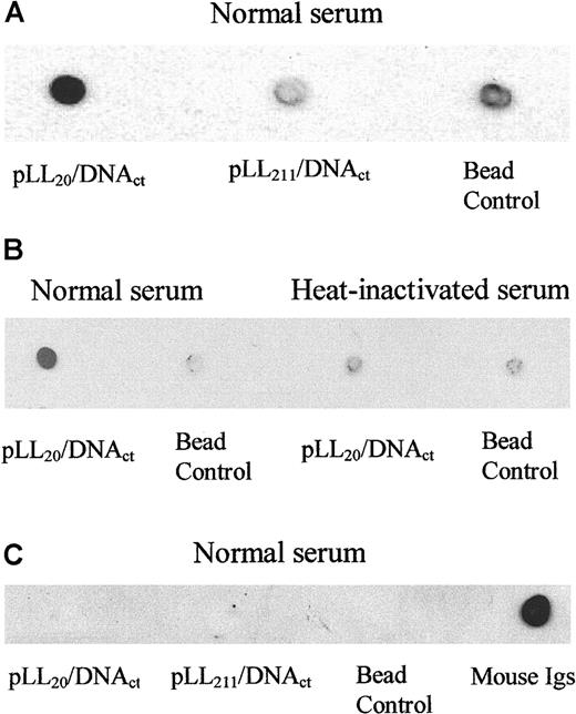 Fig. 5. pLL20/DNAct complexes, but not pLL211/DNA, fix mouse complement C3 independently of immunoglobulins. / Biotin-pLL20/DNAct or biotin-pLL211/DNAct complexes were immobilized on streptavidin magnetic beads and incubated in mouse serum at 37°C for 5 minutes. Beads were isolated, washed in isotonic buffer, and boiled in Laemelli buffer to isolate the bound proteins. Dot blots were prepared on nitrocellulose membrane, and proteins were identified by antibody blotting and radiography. (A) C3 binding to pLL/DNAct complexes in normal mouse serum. (B) C3 binding to pLL20/DNAct complexes in normal or heat-inactivated serum. (C) Total mouse immunoglobulins binding to pLL/DNAct complexes in normal serum. Bead control represents serum-treated beads. Similar results were obtained using pLL/DNAcp complexes (data not shown).