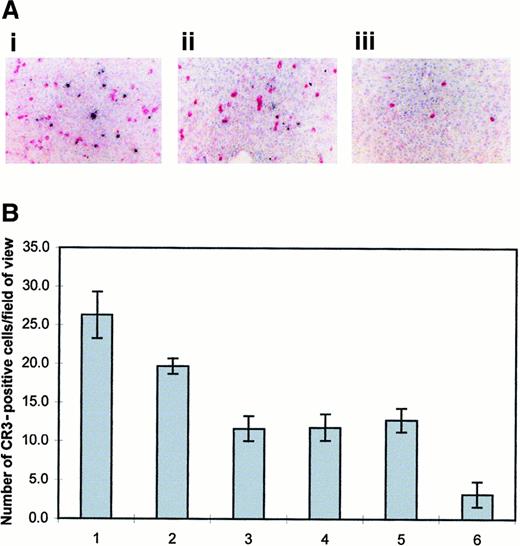 Fig. 6. pLL20/DNA complexes lead to increased levels of CR3-expressing cells within the liver of mice. / Method as for Figure 4. Briefly, mice were injected intravenously with pLL/DNA complexes, and liver sections were stained using antimouse CR3 antibody (nuclei, blue; CR3, pink). (A) pLL20/DNAct (i); pLL211/DNAct (ii); buffer alone (iii). (B) Average number of cells per field of view (200 × magnification) expressing high levels of CR3 pLL20/DNAct (1), pLL20/DNAcp (2), pLL211/DNAct (3), pLL211/DNAcp (4), DNA alone (5), or buffer alone (6).