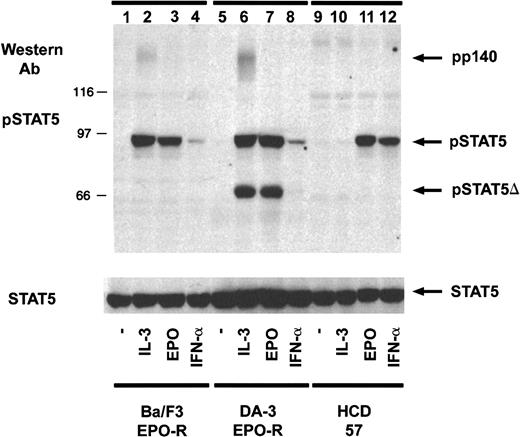 Fig. 1. An activation-specific STAT5 antibody recognizes tyrosine-phosphorylated STAT5. / Ba/F3–EPO-R, DA-3–EPO-R, and HCD-57 cells were incubated for 4 hours in the absence of cytokine and then stimulated with various cytokines as shown; 100 μg protein lysate was resolved via SDS-PAGE and transferred to nitrocellulose. The membrane was incubated with an activation-specific STAT5 antibody (1 μg/mL) followed by HRP–protein A (1:5000) (top). Immunoreactive proteins were detected by enhanced chemiluminescence. The membrane was stripped and reprobed with an antibody that recognizes total STAT5 (1:5000) (bottom). pSTAT5 indicates phosphorylated STAT5; Ab, antibody.