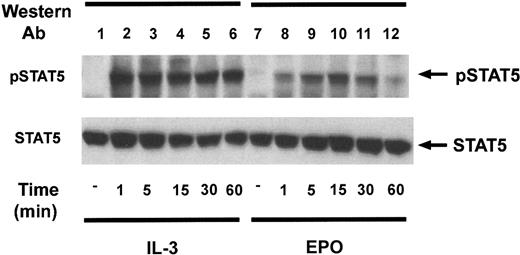 Fig. 2. Kinetics of STAT5 tyrosine phosphorylation in Ba/F3–EPO-R cells. / Ba/F3–EPO-R cells were incubated for 4 hours in the absence of cytokine and then stimulated with either 10 ng/mL murine IL-3 (lanes 2-6) or 50 U/mL human EPO (lanes 7-12) from 1 to 60 minutes as shown. Activation-specific STAT5 (top) and STAT5 antibodies (bottom) were used in immunoblotting experiments as described in the legend to Figure 1.