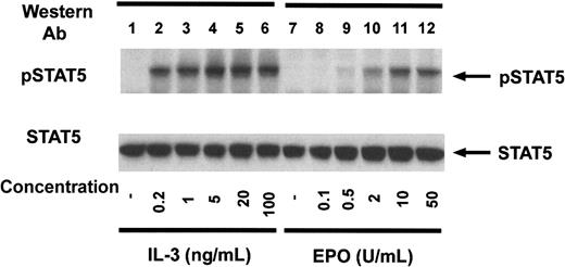 Fig. 3. Dose response of STAT5 tyrosine phosphorylation in Ba/F3–EPO-R cells. / Ba/F3–EPO-R cells were incubated for 4 hours in the absence of cytokine and then stimulated with various concentrations of either murine IL-3 (lanes 2-6) or human EPO (lanes 7-12) for 10 minutes as shown. Activation-specific STAT5 (top) and STAT5 antibodies (bottom) were used in immunoblotting experiments as described in the legend to Figure 1.