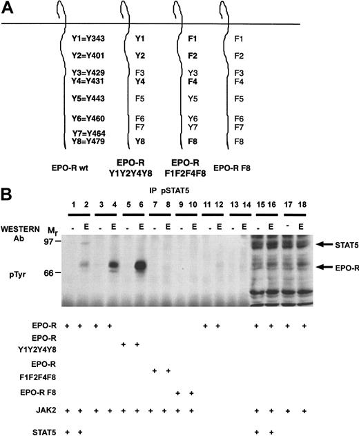 Fig. 5. The activation-specific STAT5 antibody specifically immunoprecipitates EPO-R. / (A) Selected EPO-R tyrosine to phenylalanine mutants were generated. The nomenclature is indicated for the wild-type (wt) EPO-R. (B) 293T cells were transiently transfected with the indicated plasmids as shown. Twenty-four hours after transfection, cells were depleted of serum for 18 hours and then stimulated in the presence or absence of 50 U/mL EPO for 10 minutes. Lysates were prepared, and immunoprecipitations (IP) were performed with the activation-specific STAT5 antibody. Tyrosine-phosphorylated proteins were detected by immunoblotting with the monoclonal 4G10 antiphosphotyrosine antibody. The mobility of STAT5 and EPO-R are indicated.