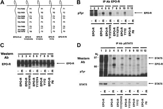 Fig. 6. The activation-specific STAT5 antibody selectively recognizes the STAT5 docking site on the EPO-R. / (A) Selected EPO-R tyrosine to phenylalanine mutants were generated. The nomenclature is indicated for the wild-type EPO-R. (B) Cell lines expressing each EPO-R construct were incubated for 4 hours in the absence of cytokine and then stimulated with 50 U/mL human EPO for 10 minutes. An immunoprecipitation (IP) was performed with a peptide-specific EPO-R antibody. The extent of tyrosine phosphorylation was detected by Western blotting using the monoclonal antiphosphotyrosine antibody, 4G10. The mobility of the EPO-R is indicated. (C) One hundred micrograms of lysate was resolved via SDS-PAGE, and a Western blot was performed using a peptide-specific EPO-R antibody. The mobility of the EPO-R is indicated. (D) The identical cell lines were incubated for 4 hours in the absence of cytokine and then stimulated with 50 U/mL human EPO for 10 minutes. Lysates were prepared under denaturing conditions, and immunoprecipitations were performed with an activation-specific STAT5 antibody. A Western blot was then performed with the monoclonal antiphosphotyrosine antibody, 4G10 (top). The membrane was stripped and reprobed with a peptide-specific STAT5 antibody (bottom). The mobility of STAT5 and EPO-R are indicated.