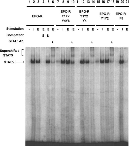 Fig. 7. EPO-dependent STAT5 DNA binding is activated in several EPO-R tyrosine mutants. / Nuclear extracts were prepared from Ba/F3–EPO-R (lanes 1-6), Ba/F3 EPO-R Y1Y2Y4Y8 (lanes 7-10), Ba/F3 Y1Y2Y4 (lanes 11-14), Ba/F3 Y1Y2 (lanes 15-18), and Ba/F3 EPO-R F8 (lanes 19-21) cells stimulated in the presence or absence of IL-3 (I) or EPO (E). Electrophoretic mobility shift assays were performed as described in “Materials and methods.” Complexes were resolved on a 5% native polyacrylamide gel. The specificity of DNA binding was determined by the addition of unlabeled β-casein oligonucleotide (S), a nonspecific oligonucleotide from the DUB-1 promoter (N), and by incubation with a peptide-specific STAT5 antibody. Complexes were analyzed via PhosphorImager detection.