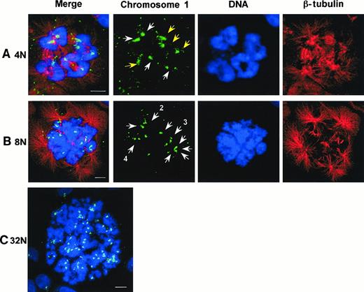 Fig. 4. Asymmetrical segregation of chromosome 1 at anaphase of megakaryocyte endomitosis. / PRINS and immunofluorescence procedures were used on day 5 megakaryocytes as previously described in Figure 1. Centromeres of chromosome 1 are probed by PRINS in green (FITC). Spindle microtubules are immunostained in red (TRITC), and nuclei are counterstained with TOTO3-iodide that appear in blue. Merging of the 3 markers is visible on the first column. (A) 4N to 8N endomitosis at anaphase: chromosomes cluster into a ring around each aster. The number of green spots on DNA area is twice the spindle poles number. Note that there are normally 2 green spots at 2 poles (white arrows), but 3 and 1 dots are observed at the 2 resting poles (yellow arrows). The other green points correspond to false signals. (B) 8N to 16N endomitosis: the number of green dots shown by white arrows is indicated when greater than one. (C) Endomitosis of high ploidy: surimposition of both PRINS-probed centromeres of chromosome 1 in green and counterstained nuclei in blue. Bar, 5μm.