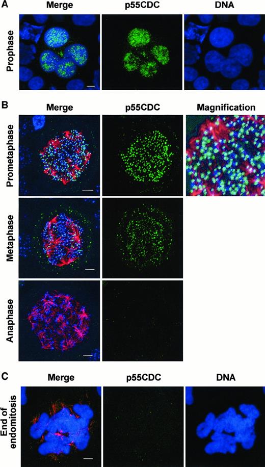 Fig. 5. P55CDC dynamics and localization in endomitotic megakaryocytes. / Immunofluorescence experiments were performed on human megakaryocytes at day 5, following CD34+ cells cultured with PEG-rhuMGDF and SCF. Cells were cytocentrifuged, fixed with paraformaldehyde, and permeabilized with triton. (A) p55CDC immunostaining was performed by using a rabbit antibody followed by incubation with donkey FITC-labeled antirabbit (in green), and DNA was counterstained with TOTO3-iodide (in blue). (B) Triple immunostaining was performed by using rabbit anti-p55CDC, mouse antitubulin, and human antikinetochore antibodies, followed by incubation with donkey FITC-labeled antirabbit (in green), TRITC-conjugated antimouse (in red), and Cy-5 labeled antihuman (in blue), F(ab′)2 fragments, respectively. (C) Double immunostaining anti-p55CDC (in green) and antitubulin (in red) and nuclei counterstained with TOTO3-iodide (in blue). In A, B, and C, cells were examined by confocal microscopy with a 3-dimensional reconstruction and superimposition of the markers. Triple staining merge is shown on the first column. (A) Endomitotic megakaryocyte at prophase. (B) 8N to 16N endomitosis at prometaphase, metaphase, anaphase. P55CDC and kinetochore signals colocalization provides a fusion pale-blue signal (corresponding magnification). (C) Megakaryocyte of high ploidy at the end of an endomitosis. Bar, 5μm.