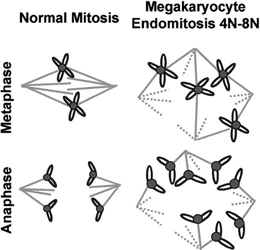 Fig. 9. Schematic model of chromosome segregation during megakaryocytic endomitosis. / The left drawing shows the symmetrical chromosome segregation along the bipolar spindle of a normal diploid cell. The right drawing shows an example of asymmetrical chromosome segregation due to a multipolar complex spindle in a 4N to 8N megakaryocyte.