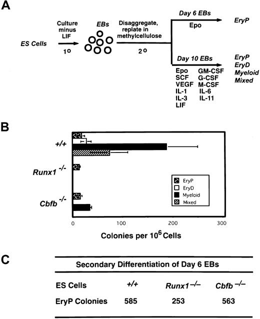 Fig. 1. Definitive hematopoiesis is impaired in Runx1- and CBFβ-deficient ES cells. / (A) Schematic diagram of the ES cell differentiation protocol. (B) Hematopoietic progenitor development in EBs from wild-type, Runx1−/−, andCbfb−/− ES cells. Colony assays were performed on EBs generated following 10 days of primary culture. The mean values (± SD) of 3 independent plates are shown from one experiment, representative of 3 independent experiments. EryP, primitive erythroid colonies; EryD, definitive erythroid colonies; mixed, erythroid/myeloid colonies. (C) Control cultures demonstrating that day 6 EBs from the experiment depicted in panel B contained primitive erythroid progenitors. Shown are total colony numbers per 106cells plated.