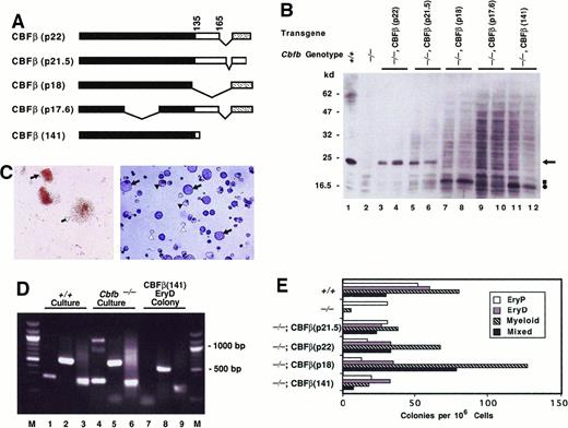 Fig. 2. Ectopic expression of. / Cbfb transgenes rescues definitive hematopoiesis by CBFβ-deficient ES cells. (A) Schematic diagram showing CBFβ isoforms generated by alternative splicing. Also shown is the experimentally truncated CBFβ(141) protein containing the heterodimerization domain for the CBFα proteins. Black rectangles indicate sequences within the heterodimerization domain. Sequences C-terminal to amino acid 165 in CBFβ(p22), CBFβ(p18), and CBFβ(p17.6) (stippled region) differ from those in CBFβ(p21.5). (B) Western blot analysis of CBFβ proteins produced by ectopic expression in Cbfb−/− ES cells. The genotype of the ES cell line and the protein produced from the ectopically expressedCbfb transgene is indicated above each lane. Protein lysates from 2 independently derived cell populations are shown. Arrow points to the endogenous CBFβ protein. Square and circle indicate positions of CBFβ(p18) and the truncated CBFβ(141) proteins, respectively. Molecular weight markers in kilodaltons are listed on the left. (C) Left panel: Definitive erythroid and mixed-lineage colonies generated in secondary cultures of EBs derived fromCbfb−/− ES cells ectopically expressing the CBFβ(p22) protein. Closed arrow indicates definitive erythroid colony; open arrow shows mixed-lineage colony. Right panel: Cytocentrifuge preparation of definitive mixed lineage colonies fromCbfb−/− ES cells ectopically expressing CBFβ(p22). Five mixed-lineage colonies were picked from secondary methylcellulose cultures, cytocentrifuged, and stained with Wright-Giemsa. Closed arrows identify myeloid cells, closed arrowheads show nucleated erythroid cells, and open arrowheads indicate enucleated red blood cells. (D) Globin expression analysis of secondary hematopoietic colonies. All colonies from one plate of a secondary culture of wild-type or Cbfb−/− EBs are compared to an individual definitive erythroid colony picked from a secondary culture of Cbfb−/− ES cells ectopically expressing CBFβ(141). Lanes 1, 4, and 7 show expression of βH1 (265 bp); lanes 2, 5, and 8 show βmajor (578 bp). HPRT expression (249 bp) is shown in lanes 3, 6, and 9 as a positive control. A 100-bp molecular weight ladder (M) flanks lanes 1 to 9. (E) Hematopoietic progenitor development in EBs from wild-type,Cbfb−/−, and Cbfb−/−ES cells expressing Cbfb transgenes. Colony assays were performed on EBs generated from 10 days of primary culture. The mean values of 2 or 3 independent plates are shown from one experiment. Similar results were obtained in 4 independent experiments. Differences in numbers of various colony types with expression of different transgenes were not statistically significant.