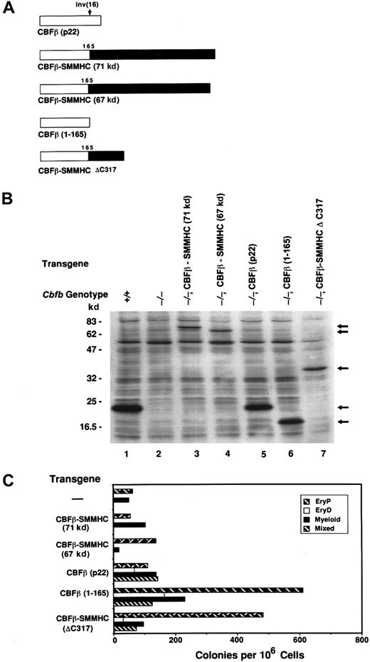 Fig. 4. Sequences in the SMMHC portion of CBFβ-SMMHC inhibit CBFβ function. / (A) Schematic diagram of human CBFβ(p22), the CBFβ-SMMHC proteins generated by the inv(16), and experimentally truncated derivatives of human CBFβ and CBFβ-SMMHC. (B) Western blot documenting expression of the proteins illustrated in panel A inCbfb−/− ES cells. (C) Colony formation byCbfb−/− ES cells expressing the transgenes shown in panels A and B. Assays were performed with EBs following 10 days of primary differentiation. The mean values from 2 or 3 independent plates are shown from one experiment, representative of 3 independent experiments.