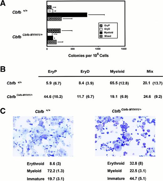 Fig. 5. Impaired myelopoiesis by. / CbfbCbfb-MYH11/+ ES cells. (A) Hematopoietic colony formation by ES cells heterozygous for a “knocked-in” Cbfb-MYH11 allele, from which the 71-kd CBFβ-SMMHC fusion protein is expressed.41 The average values (± SD) from 5 independent experiments are presented. (B) Colony types formed from Cbfb+/+ andCbfbCbfb-MYH11/+ ES cells. Data represent the mean percentage of colonies of specific lineages per total colonies, followed by SD in parentheses, from 5 independent experiments. The differences between the number of myeloid and EryP colonies formed by the Cbfb+/+ andCbfbCbfb-MYH11/+ ES cells are significant atP < .005 by Student t test. There is no significant difference between the number of EryD or mixed lineage colonies. (C) Cytocentrifuge preparations of hematopoietic cells derived from secondary cultures of Cbfb+/+ andCbfbCbfb-MYH11/+ ES cells. All cells from one plate were collected, washed, counted, and used for cytocentrifugation. The percentage of each cell type (average of 4 experiments ± SD) is indicated below. The differences in erythroid and immature cells between Cbfb+/+ andCbfbCbfb-MYH11/+ ES cells is significant atP < .01 by Student t test. The difference in myeloid cells in the 2 populations is significant atP < .0001.