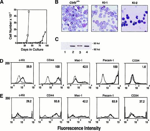 Fig. 6. Morphology and cell surface phenotype of cell lines derived from secondary cultures of CbfbCbfb-MYH11/+ES cells. / (A) Growth curve showing expansion of cells derived from secondary cultures of wild-type (WT, ●) andCbfbCbfb-MYH11/+ ES cells (KI-1, ■, and KI-2, ⋄). (B) Giemsa stains of cells derived from secondary cultures ofCbfb+/+ andCbfbCbfb-MYH11/+ ES cells (KI-1, KI-2). Cytocentrifuge preparations of the Cbfb+/+ and KI-1 cells were made after 42 days in liquid culture. KI-2 preparations were made after 85 days in liquid culture. (C) Western blot analysis documenting continued expression of the CBFβ-SMMHC protein in the KI-1 and KI-2 cell lines. Lanes: 1, +/+ ES cells; 2,CbfbCbfb-MYH11/+ ES cells; 3, KI-1 cells; 4, KI-2 cells. Molecular weight markers are indicated on the right. (D) Flow cytometric analysis of surface antigen expression on KI-1 cells expanded in liquid culture. Heavy black line represents staining obtained with antibodies specific for the indicated hematopoietic antigen. Lighter line corresponds to the signal obtained with a control antibody. Number in upper right hand corner indicates percentage of cells positive for surface expression of each marker. (E) Flow cytometric analysis of surface antigen expression on KI-2 cells.