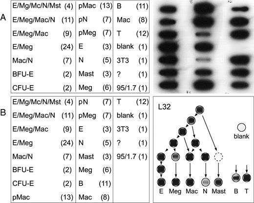 Fig. 2. Slot blots of amplified cDNA from various positions in the hematopoietic precursor hierarchy. / On the left are shown 2 alternative layouts (A and B) for the blots shown in subsequent figures. Layouts indicate the lineage potential of each stage, and the number (in parentheses) of independent amplified cDNA samples pooled before application to the blot. E, erythroid; Mg or Meg, megakaryocyte; Mc or Mac, monocyte/macrophage; Mst, mast cell; N, neutrophil; BFU-E, precursors of large erythroid-only 6- to 8-day colonies; CFU-E, precursors of small erythroid 2 day colonies; p, unipotent precursors of 7-day colonies. The left column of each blot contains pentapotent (E/Mg/Mc/N/Mst), tetrapotent, tripotent, bipotent, and unipotent precursor cell cDNAs. Middle and right columns contain unipotent precursor cell cDNAs (pMac) and samples from terminally maturing cells (E, N, Mast, etc). The sample indicated by “?” was of uncertain origin but probably mature macrophage. On the top right is an autoradiogram of a type A layout blot hybridized with a radiolabeled probe for L32. Below is a hierarchy tree representative of the various stages arrayed on the blots. The topmost level represents pentapotent precursors, the next levels tetrapotent, tripotent, bipotent, and unipotent precursors, while the bottom row represents terminally maturing cells in the indicated lineages. The ghosted circle represents a committed mast cell precursor stage, assumed to exist but not actually sampled. Radiographic densities from the autoradiogram were excised, squared, and superimposed on the corresponding positions in the hierarchy.