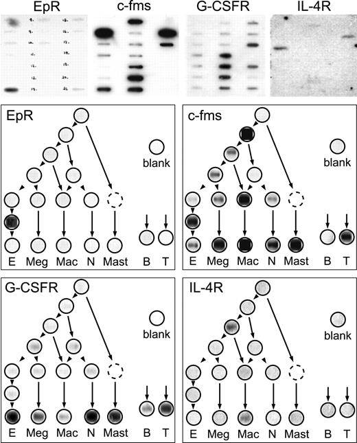 Fig. 3. Hybridization patterns of probes for receptor transcripts expected to show lineage-restricted expression. / Blots (layout A) hybridized with the indicated probes are shown across the top. Below, the autoradiographic signals are arranged over the corresponding positions in the hierarchy trees, as explained in the legend to Figure 2.