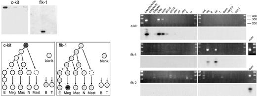 Fig. 4. Expression of receptor transcripts expected to be found in primitive hematopoietic precursors. / Autoradiographs for layout A hierarchy blots probed with c-kit (A, Table 1) and flk-1 are shown above left, and the corresponding signals are arranged on hierarchy trees below left. (right) Global cDNAs from the indicated sources were subjected to target-specific secondary PCR, and the products were run out on agarose gels containing ethidium bromide. Each gel contained molecular weight markers corresponding to the number of bases shown at right. Positive PCR controls are shown at right for flk-1 (globally amplified cDNA from murine aorta) and for flk-2 (globally amplified cDNA from sorted rhodamine 123loLy6A/Ehi murine marrow cells). C-kit, B primers (Table 1), 35 cycles, 60°C annealing, target fragment size 248 bases; flk-1, 35 cycles, 65°C, target fragment size 248 bases; flk-2/flt-3, 41 cycles, 65°C, target fragment size 265 bases. Below each ethidium gel is the corresponding gel blot hybridized with the corresponding radiolabeled probe.
