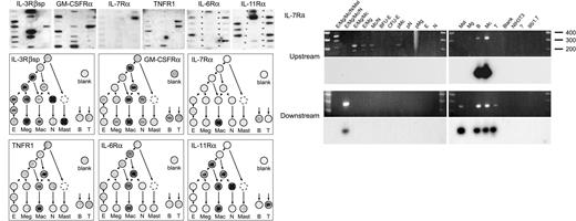 Fig. 5. Receptor transcripts expected to differ among pluripotent precursors of different kinds. / Autoradiographs from type A (IL-7Rα, IL-6Rα, IL-11Rα) and type B blots are shown (top left), and the corresponding arrangements in hierarchy trees are shown beneath them. (right) Results of target-specific secondary PCR amplification, as detailed in the legend to Figure 4. Primers were directed at alternative upstream or downstream IL-7Rα transcript termini, as explained in the footnote to Table 1. Upstream primers, 35 cycles, 67°C annealing, followed by 5 cycles, 60°C annealing, target fragment size 317 bases. Downstream primers, 35 cycles, 67°C, target fragment size 249 bases.