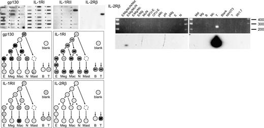 Fig. 6. Receptor transcripts expected to be broadly expressed. / Autoradiographs from type A blots are shown (top left), and corresponding hierarchy trees are shown beneath. (right) Results of target-specific secondary PCR amplification for IL-2Rβ transcripts in hierarchy cDNA samples; 35 cycles, 60°C annealing, target fragment size 235 bases.