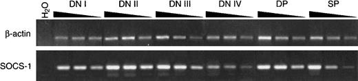 Fig. 1. SOCS-1 is expressed at all stages of T-cell development. / Thymocytes from CD1 fetal thymic lobes or adult thymus were fractionated according to surface expression of CD25 and CD117 (DNI-DNIV) or CD4 and CD8 (DP and SP). The cDNAs were prepared from total RNA, and serial 3-fold dilutions of cDNAs were analyzed for expression of β-actin and SOCS-1 mRNA by RT-PCR. As control (H2O), RT-PCR reactions lacking template were amplified simultaneously.