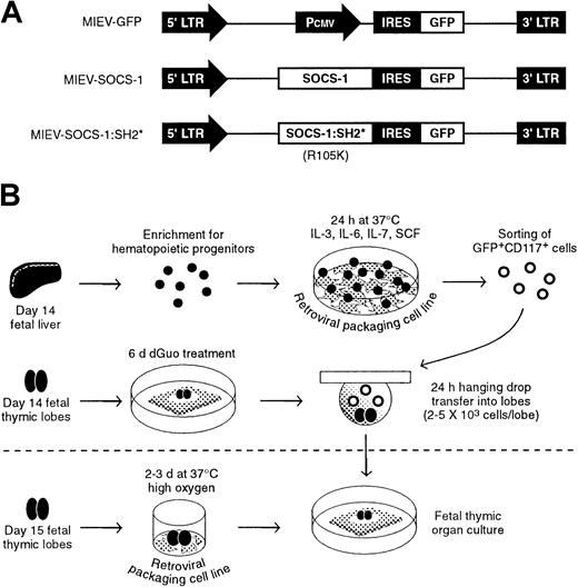 Fig. 2. Experimental strategy. / (A) Retrovirus constructs were generated by subcloning cDNA for wild-type SOCS-1 or mutated SOCS-1 lacking a functional SH2 domain (SOCS-1:SH2*) into the MIEV retroviral vector. The presence of an internal ribosomal entry site (IRES) upstream of a GFPreporter gene leads to the production of bicistronic mRNA under the control of the 5′ long terminal repeat (LTR). As control, a retroviral vector was generated containing only the Pcmvpromoter derived from the pcDNA3.1 plasmid. (B) Experimental procedure for retroviral gene transfer into fetal liver–derived hematopoietic precursors (top) or fetal thymic lobes (bottom). Hematopoietic precursors were enriched from fetal liver by complement-mediated depletion of CD24+ cells. Precursors were then cocultured on a monolayer of GP+E 86 retroviral packaging cells. The following day, infected cells were sorted based on the coexpression of GFP and CD117 and subsequently introduced into dGuo-treated fetal thymic lobes to allow T-cell differentiation to occur. Alternatively, fetal thymic lobes were cocultured with GP+E 86 cells and subsequently cultured under normal FTOC conditions.