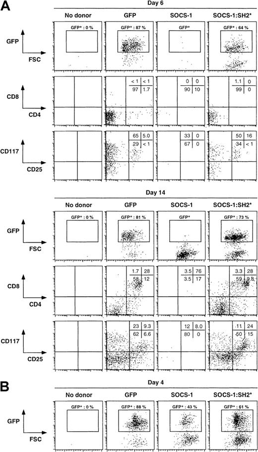 Fig. 3. Overexpression of SOCS-1 abrogates T-cell differentiation from hematopoietic progenitors. / Fetal liver–derived hematopoietic precursors were infected with the indicated retrovirus constructs and introduced into dGuo-treated FTOC. (A) Single-cell suspensions were obtained from fetal thymic lobes at day 6 or 14 of culture and analyzed for surface expression of CD4 and CD8 or of CD25 and CD117; percentages of cells in each quadrant are shown. The analysis was confined to infected donor cells by gating on GFP expression, as indicated by the rectangular gate in the GFP versus forward light scatter (FSC) dot plots. (B) Single-cell suspensions were obtained from fetal thymic lobes at day 4 of culture and analyzed for the presence of GFP-expressing cells. As control in each set of experiments, fetal thymic lobes receiving no donor cells were also analyzed.
