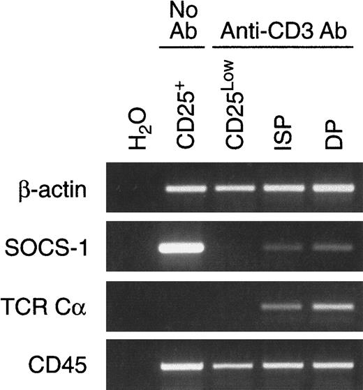 Fig. 5. Expression of SOCS-1 is suppressed following pre-TCR signaling. / Neonatal RAG2−/− mice were injected intraperitoneally with anti-CD3ε mAb. Injections were given 36 or 72 hours prior to harvest to obtain CD25Low or ISP and DP thymocytes, respectively. CD25+ thymocytes were obtained from untreated RAG2−/− mice. The cDNAs were prepared from total RNA and analyzed by RT-PCR for expression of β-actin, SOCS-1, TCRα (germline transcripts), and CD45 mRNA. As control (H2O), RT-PCR reactions lacking template were amplified simultaneously.