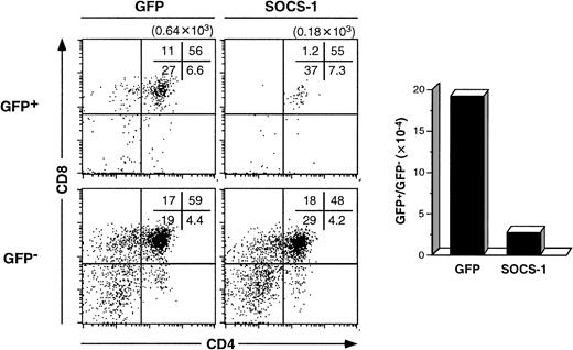 Fig. 6. Overexpression of SOCS-1 hinders pre-TCR–driven expansion of immature thymocytes. / Fetal thymic lobes from RAG2−/− mice were infected with the indicated retrovirus constructs for 2 days and subsequently cultured for a further 6 days in the presence of anti-CD3ε mAb. Single-cell suspensions were obtained from fetal thymic lobes and analyzed for surface expression of CD4 and CD8; percentages of cells in each quadrant are shown. Results obtained for uninfected (GFP−) and infected (GFP+) donor cells are presented; cell counts for the absolute number of GFP+ cells per lobe are shown in parentheses. The ratio—calculated from the total thymic cellularity—of infected cells (GFP+) to uninfected cells (GFP−) expressing CD4/CD8 coreceptors is provided.