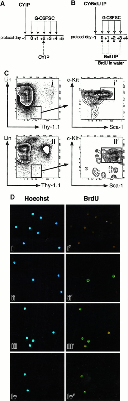 Fig. 1. Treatment protocols. / (A) CY/G-CSF dosing. Mice were injected intraperitoneally (IP) with a single dose of CY (4 mg) and injected subcutaneously (SC) on successive days with recombinant human G-CSF (5 μg) as shown. In one experiment, mice were also injected with a second dose of CY (4 mg) on day +2 (dashed arrow). (B) BrdU protocol. Mice were injected with CY and G-CSF as in panel A. In addition, they were given 4 mg BrdU as an intraperitoneal injection on day −1, and placed on BrdU-containing water for the duration of treatment. In one experiment (Table 1, experiment 1), mice also received daily intraperitoneal injections of BrdU on days 0, +1, +2, and +3 as shown (dashed arrows). These daily intraperitoneal injections were subsequently found not to increase BrdU labeling, and discontinued. (C) Flow cytometry plots of CY/G-CSF day +4 bone marrow (i, i′), and blood (ii, ii′) nucleated cells. Plots i and i′ and plots ii and ii′ are of the same BM and blood samples, respectively. Plots i′ and ii′ show the Sca-1 and c-Kit staining profiles of the Thy-1.1loLin− cells that are boxed in i and ii, respectively. Boxes represent FACS gates used to isolate LT-HSC. All plots show cells after gating out of dead cells. The units of all plots (both axes) are log10 fluorescence intensity. (D) Representative photomicrographs of control thymocytes and of LT-HSC from BrdU-treated mice. In each case, the left and right panels depict the same field, viewed either through a UV filter for visualization of Hoechst 33342 staining of all nuclei (blue staining), or a FITC/Texas Red filter for visualization of anti-BrdU antibodies (green staining), respectively. Thymocytes from untreated mice (i, i′), or BrdU-treated mice (ii, ii′), were double sorted and stained with anti-BrdU antibodies. Thy-1.1loSca-1+Lin−c-Kit+Mac-1−cells were isolated from BM (iii, iii′) and peripheral blood (iv, iv′) after treatment of mice with BrdU and CY/G-CSF (day +4) (original magnification × 125).