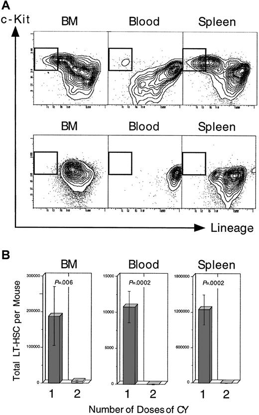 Fig. 2. Second dose of CY. / Administration of a second dose of CY, given on day +2 of the standard CY/G-CSF protocol (Figure 1A; top), resulted in the disappearance of nearly all phenotypically defined LT-HSC from the BM on day +4, and the failed appearance of LT-HSC in the blood and spleen at day +4. Panel A shows the fluorescence profile of Thy-1.1loSca-1+–gated BM, blood, or spleen cells for lineage and c-Kit staining. The gates for LT-HSC (Lin− c-Kit+) are boxed. Cells in panel A (top) were isolated from a representative control mouse receiving the standard CY/G-CSF regimen (Figure 1A; top). Cells in panel A (bottom) were from a representative mouse that also received a second dose of CY on day +2 of the protocol. Mice in both groups were killed on day +4. The units of all plots (both axes) are log10fluorescence intensity. Panel B shows the estimated number of LT-HSC per mouse for control animals, and for those that received the additional dose of CY on day +2 (control, n = 3 mice; 2nd dose CY, n = 4 mice). The number of LT-HSC was calculated by multiplying the obtained frequencies by the number of nucleated cells in each tissue, assuming that, mice BM recovered from the 4 long bones represents 15% of the total BM, and blood volume in milliliters is 10% of the animal's weight in grams.53