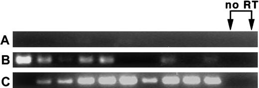Fig. 3. LT-HSC from BM and blood of CY/G-CSF–treated animals express cyclin D2 mRNA. / (A) Splenic T cells, (B) CY/G-CSF day +4 LT-HSC from BM, and (C) CY/G-CSF day +4 MPB LT-HSC. Cells were double sorted into lysis buffer in 96-well plates at 5 cells/well, followed by RT and nested PCR for cyclin D2 (35 cycles per primer pair; see “Materials and methods”). PCR products of the predicted length (331 bp) were obtained. Reverse transcriptase (RT) was omitted from samples in lanes 11 and 12.
