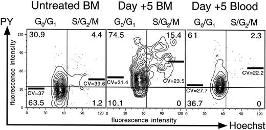 Fig. 4. RNA levels of MPB HSC. / Mobilized G0/G1 and S/G2/M HSC isolated from BM or blood of day +5 CY/G-CSF–treated mice have higher average levels of total RNA than the corresponding populations from BM of untreated mice. LT-HSC were double sorted and then stained with the RNA-staining dye PY and the DNA-staining dye Hoechst 33342 as described in “Materials and methods.” The horizontal line passing through all plots is a reference line approximating the G0/G1 boundary of HSC from BM of untreated mice. Vertical lines separate G0/G1 from S/G2/M HSC. The numbers in the corners of the plots indicate the percentage of HSC in each quadrant. Heavy bars indicate the mean fluorescence intensity (MFI) in the phycoerythrin (PE) channel, on which emitted fluorescence from PY was recorded (PE MFI data from all experiments are normalized and presented in Table 2). Note the small fraction (2.3%) of MPB HSC with more than 2n DNA content. The representative data presented are from experiment 1 of Table 2. PY indicates pyronine Y; CV, coefficient of variation (of the indicated means).