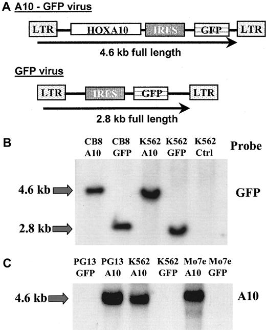 Fig. 1. Structure and expression of the. / HOXA10 retrovirus. (A) Diagrammatic representation of the integrated MSCV-HOXA10-IRES-GFP (A10-GFP) construct and the MIG (GFP) control vector. The expected sizes of the full-length viral transcripts are shown. (B) Southern blot analysis and (C) Northern blot analysis of total RNA of transduced cell lines and primary cord blood cells after 4 weeks in vitro culture. Membranes were hybridized with probes specific for GFP (Southern blot) or HOXA10 (Northern blot).