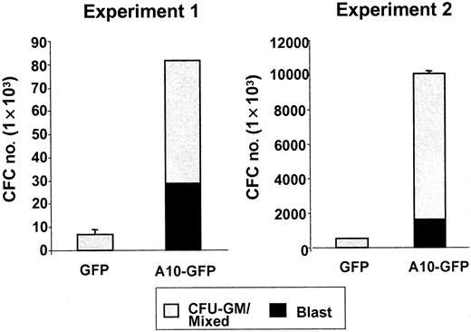 Fig. 2. Absolute numbers of CFU-blast and CFU-GM/mixed generated by A10-GFP or GFP-transduced progenitors cultured 2 weeks in serum-free medium supplemented with IL-3, IL-6, G-CSF, FLT3-ligand (FL), and SF. / Colonies were scored on day 14.