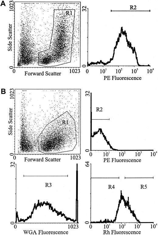 Fig. 1. Flow cytometric separation strategy. / (A) For the isolation of Lin+ white blood cells were gated from whole BM (R1) followed by the selection of PE-positive cells (R2). (B) For the isolation of Lin− cells, white blood cells were gated from Lin− MACS-depleted marrow (R1), followed by the selection of PE-negative cells (R2). For the isolation of Lin−WGAdim-medRhdim or bright, cells were gated from Lin− MACS-depleted marrow (R1), followed by the selection of PE-negative cells (R2), followed by the selection of WGAdim-med-cells (R3), followed by the selection of either Rhdim- (R4) or Rhbright-cells (R5).