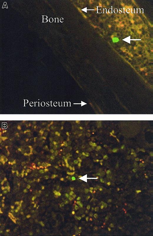 Fig. 3. Spatial designation of CFSE-positive cells. / Large arrows indicate the CFSE-positive cells, endosteal (less than 12 cells from the endosteum) (A, original magnification × 60) and central (> 12 cells from either endosteum) (B, original magnification × 80).