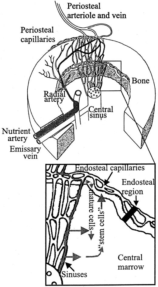 Fig. 5. A model suggesting the flow of transplanted BM cells entering the BM. / The schematic of the marrow circulation is adapted from Lichtman.40