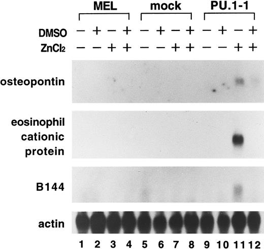 Fig. 1. Induction of expression of the osteopontin, eosinophil cationic protein, and B144 genes in MEL cells after overexpression of PU.1. / Total RNA was extracted from parental MEL-B8/3 cells (lanes 1-4), mock cells (lanes 5-8), and PU.1-1 cells (lanes 9-12) cultured for 48 hours without reagents (lanes 1, 5, and 9), with DMSO (lanes 2, 6, and 10), with ZnCl2 (lanes 3, 7, and 11), or with DMSO and ZnCl2 (lanes 4, 8, and 12). Expression of the osteopontin, eosinophil cationic protein, and B144 genes was examined by Northern blot analysis.