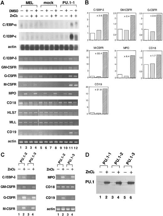 Fig. 2. Induction of expression of myelomonocyte-specific and B-cell–-specific genes in MEL cells after overexpression of PU.1. / (A) Total RNA was extracted from parental MEL-B8/3 cells (lanes 1-4), mock cells (lanes 5-8), and PU.1-1 cells (lanes 9-12) cultured for 48 hours without reagents (lanes 1, 5, and 9), with DMSO (lanes 2, 6, and 10), with ZnCl2 (lanes 3, 7, and 11), or with DMSO and ZnCl2 (lanes 4, 8, and 12). Expression of myelomonocyte-specific and B-cell–specific genes was examined by Northern blot (the C/EBP genes) or RT-PCR analysis. (B) The intensity of the bands obtained in the RT-PCR analysis was quantified, and ratios of the values for parental MEL-B8/3 (■), mock (░), and PU.1-1 (▨) cells treated with ZnCl2 are shown in the graphs. The calculated ratio of the value for PU.1 cells to the average value for parental and mock cells is shown in each graph. (C) Total RNA was extracted from PU.1-2 cells (lanes 1 and 2) and PU.1-3 cells (lanes 3 and 4) cultured for 48 hours without reagents (lanes 1 and 3) or with ZnCl2 (lanes 2 and 4). Expression of myelomonocyte-specific and B-cell–specific genes was examined by RT-PCR analysis. (D) Total protein was extracted from PU.1-1 cells (lanes 1 and 2), PU.1-2 cells (lanes 3 and 4), and PU.1-3 cells (lanes 5 and 6) cultured for 8 hours without reagents (lanes 1, 3, and 5) or with ZnCl2 (lanes 2, 4, and 6). Expression of PU.1 protein was examined by Western blot analysis.