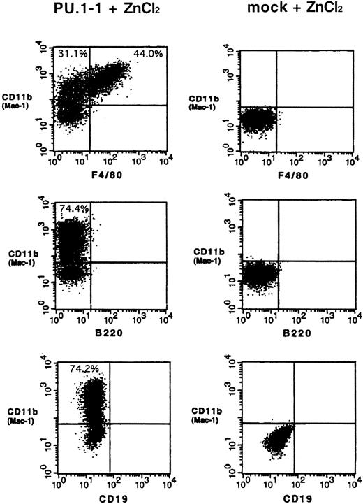 Fig. 3. Induction of expression of the myelomonocyte-specific proteins CD11b (Mac-1) and F4/80 antigen on the surface of MEL cells after overexpression of PU.1. / PU.1-1 cells (left lane) and mock cells (right lane) were cultured for 48 hours with ZnCl2 and subjected to flow cytometric analysis. Results of a representative experiment are shown. Similar results were obtained in a duplicate experiment (data not shown).